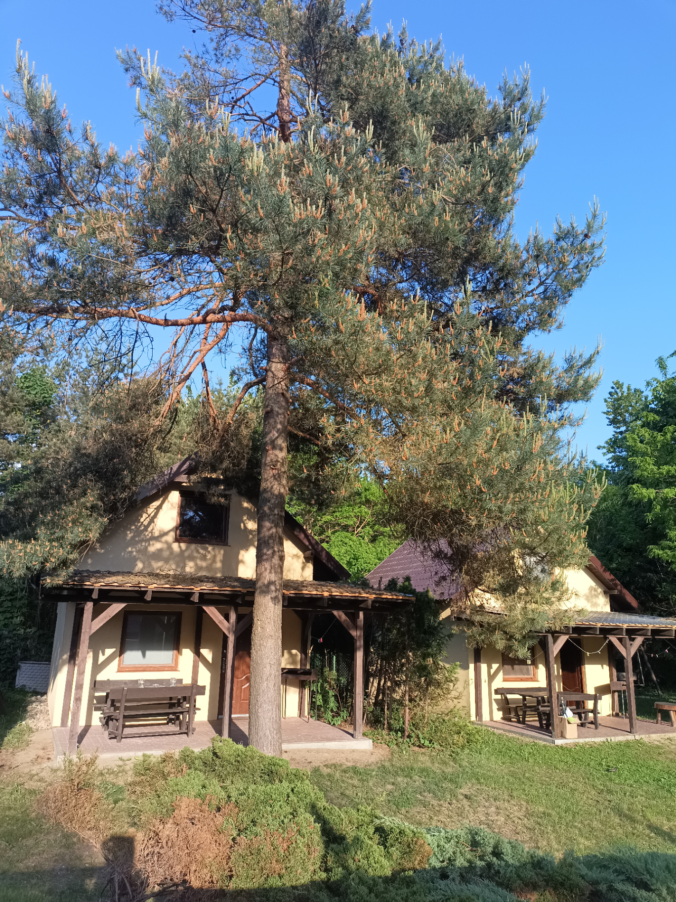 Domek 6 — domek wśród sosen i sąsiednich domków